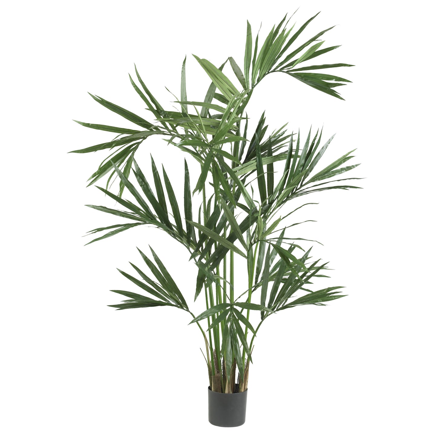 6' Kentia Palm Silk Tree