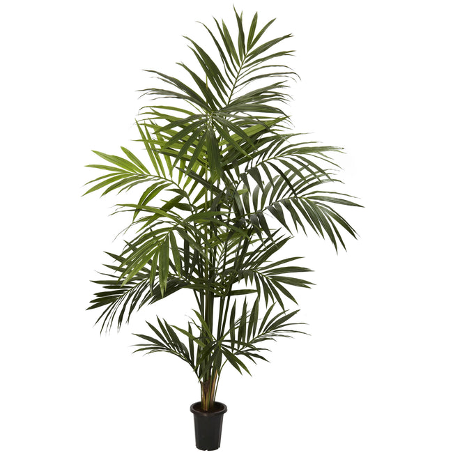 7' Kentia Palm Silk Tree