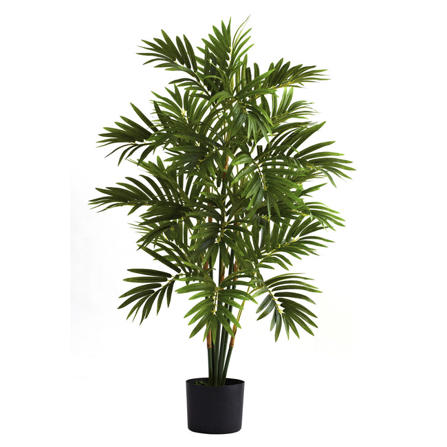 3’ Areca Palm Tree