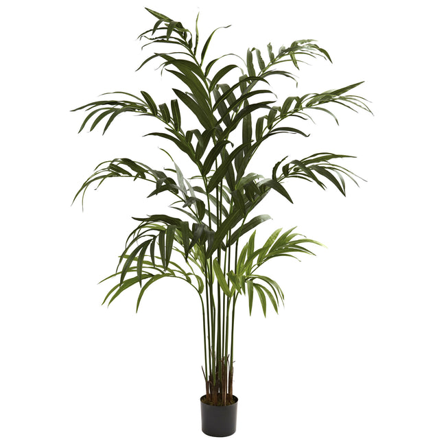 6’ Kentia Palm Tree