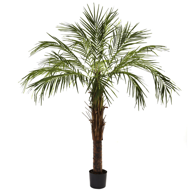 5' Paradise Palm