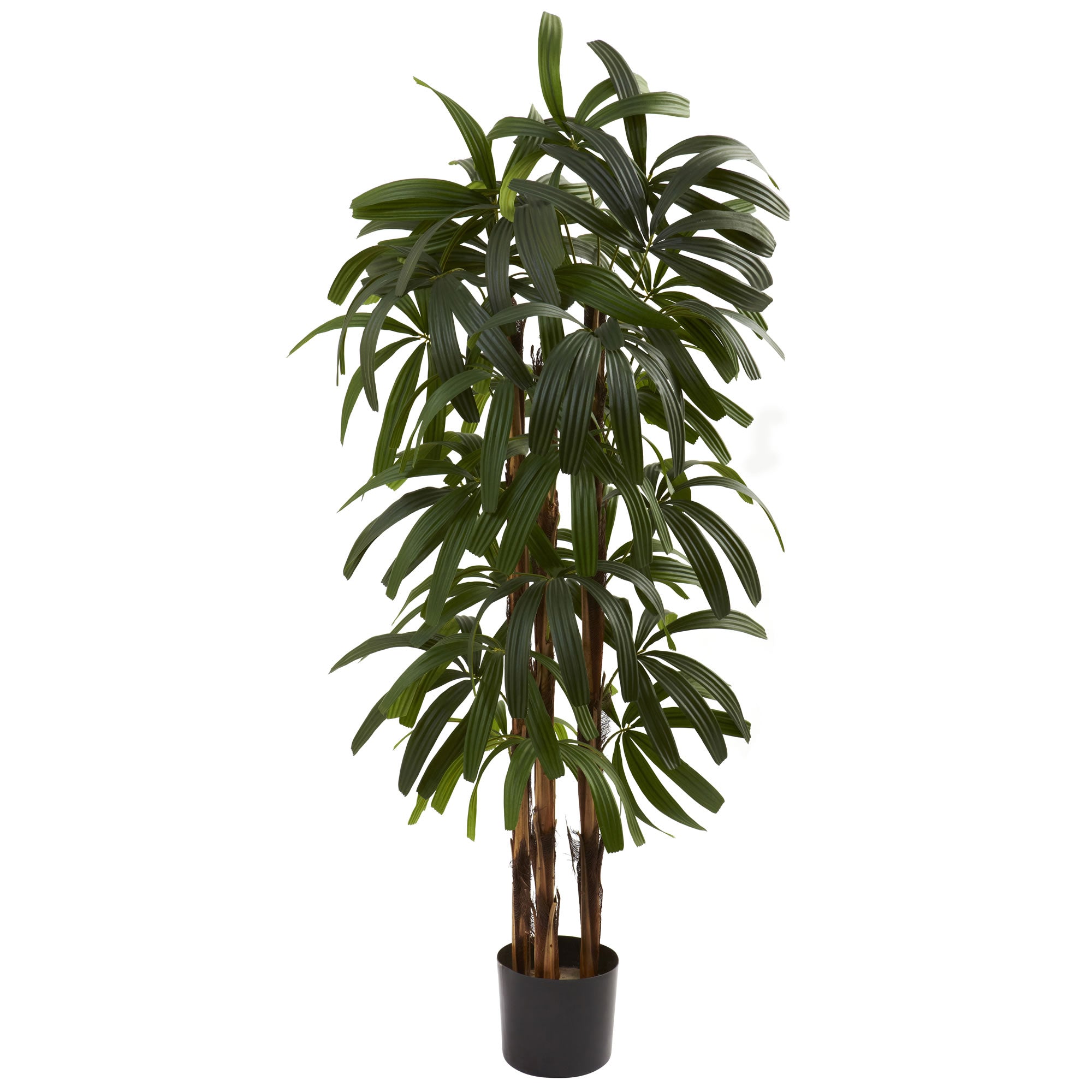 4’ Raphis Palm Tree – Saddleback Display