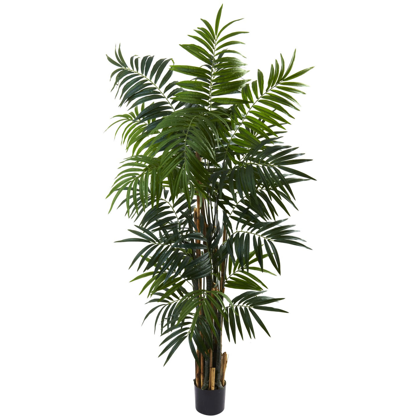 6’ Bulb Areca Palm Tree