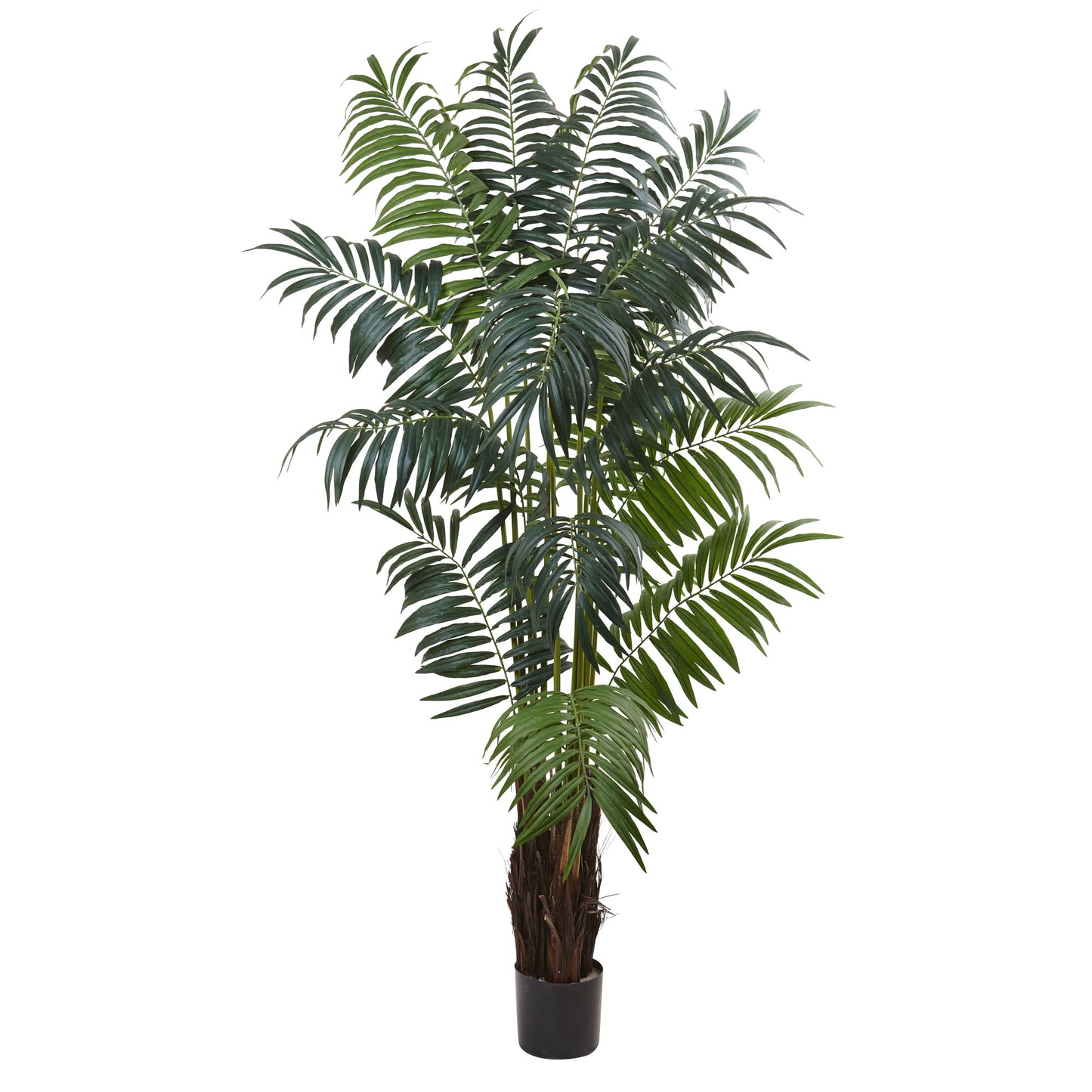 7.5’ Bulb Areca Palm Tree